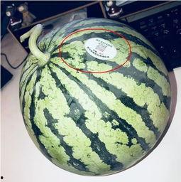 吃瓜西安网红,西安网红吃瓜风云录